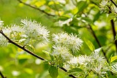 Alabama snow-wreath (Neviusia alabamensis), flowers
