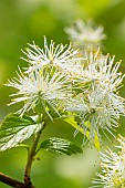 Alabama snow-wreath (Neviusia alabamensis), flowers