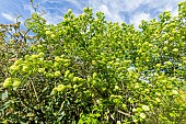Japanese snowball (Viburnum opulus roseum), in bloom