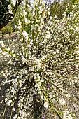 Warminster Broom (Cytisus praecox) Albus in bloom