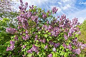 Lilac (Syringa vulgaris) Mrs Edward Harding Breeder : Lemoine (FRA) 1923, in bloom