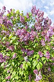 Lilac (Syringa vulgaris) Mrs Edward Harding Breeder : Lemoine (FRA) 1923, in bloom