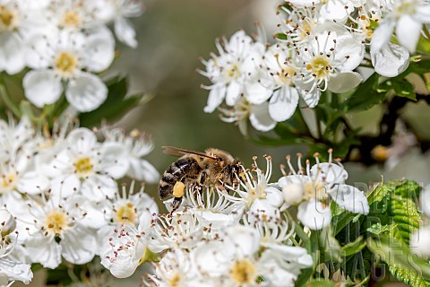 Honey_bee_Apis_mellifera_foraging_on_the_flowers_of_a_Hawthorn_tree_Crataegus_monogyna_Vaucluse_Fran