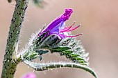 Vipers bugloss (Echium vulgare), Gard, France