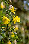 Primrose jasmine (jasminum mesnyi), Gard, France