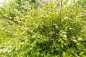 Alabama snow-wreath (Neviusia alabamensis), in bloom