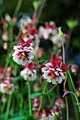 Columbine (Aquilegia sp) in flower in the garden