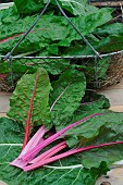 Barrott Beet (Beta vulgaris cicia)