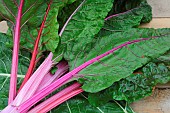 Barrott Beet (Beta vulgaris cicia)