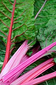 Barrott Beet (Beta vulgaris cicia)