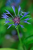 Garden cornflower (Centaurea cyanus), flower