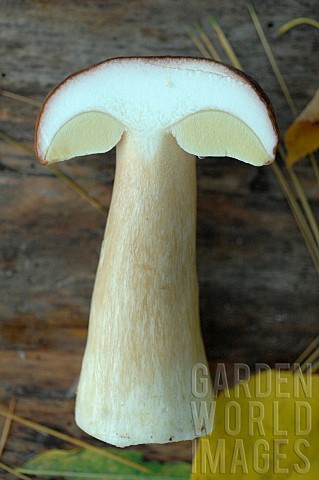 Bolete_Boletus_edulis_cut_edible_mushrooms_harvested_in_the_forest_in_autumn