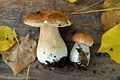 Boletes (Boletus edulis), edible mushrooms harvested in the forest in autumn