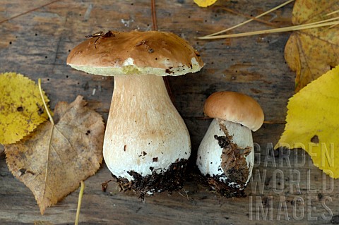 Boletes_Boletus_edulis_edible_mushrooms_harvested_in_the_forest_in_autumn