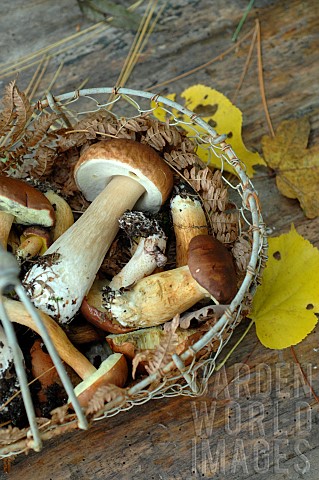 Boletes_edible_mushrooms_harvested_in_the_forest_from_a_basket_in_autumn