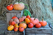 Pumpkins on wooden boxes, (Cucurbita pepo), (Cucurbita maxima)