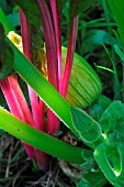 Barrott Beet (Beta vulgaris cicia) and Zucchini (Cucurbita pepo) in kitchen garden