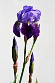 German Iris (Iris germanica) flower and buds