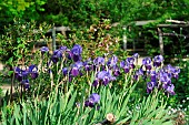 German Iris (Iris germanica) in bloom in a garden
