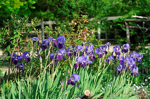 German_Iris_Iris_germanica_in_bloom_in_a_garden