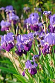 German Iris (Iris germanica) in bloom in a garden