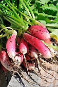 Radish (Raphanus sativus), edible roots