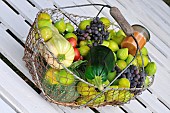 Harvest of white figs, black grapes, courgettes and tomatoes in a salad basket