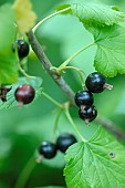 Black currant (Ribes nigrum)