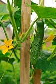 Cucumber (Cucumis sativus) fruit and flower of cucumber, climbing plant in vegetable garden