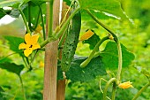 Cucumber (Cucumis sativus) fruit and flower of cucumber, climbing plant in vegetable garden