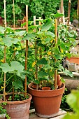 Cucumber (Cucumis sativus) fruit and flower of cucumber, climbing plant in vegetable garden, pot culture