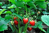 Ripe strawberries in the garden, cultivated strawberry (Fragaria x ananassa)