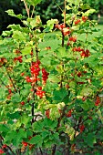 Ripe currants on redcurrant bushes (Ribes rubrum)