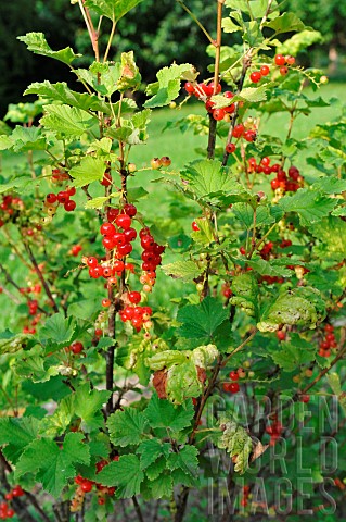 Ripe_currants_on_redcurrant_bushes_Ribes_rubrum