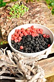 Harvesting raspberries and blackberries