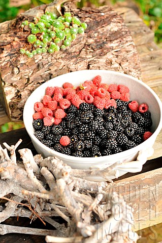 Harvesting_raspberries_and_blackberries