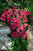 Carnations (Dianthus sp) in flower in a rock garden