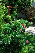 Peony (Paeonia sp) in flower in a bed and gravel path in the garden