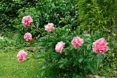 Peony (Paeonia sp) in flower in a garden bed