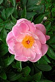 Peony (Paeonia sp) flower