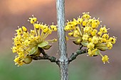 Cornelian cherry (Cornus mas) flowers