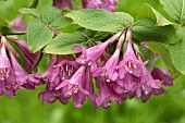 Earliest flowering weigela (Weigela praecox), flowers