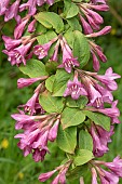 Earliest flowering weigela (Weigela praecox), flowers