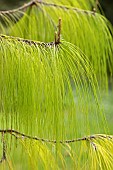 Mexican weeping pine (Pinus patula), needles