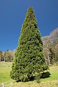 Giant sequoia (Sequoiadendron giganteum)