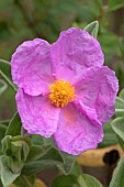 Grey-leaved cistus (Cistus albidus), flower