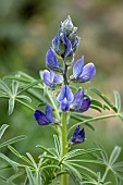 Narrowleaf lupine (Lupinus angustifolius), flowers