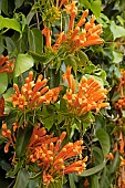 Flame vine (Pyrostegia venusta), flowers
