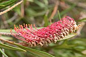 Grevillea Coastal Glow