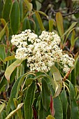 Chinese photinia (Photinia serratifolia), flowers